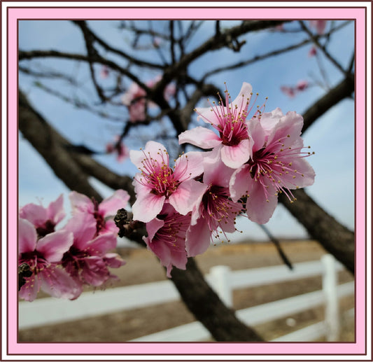 HOORAY FOR SPRING!