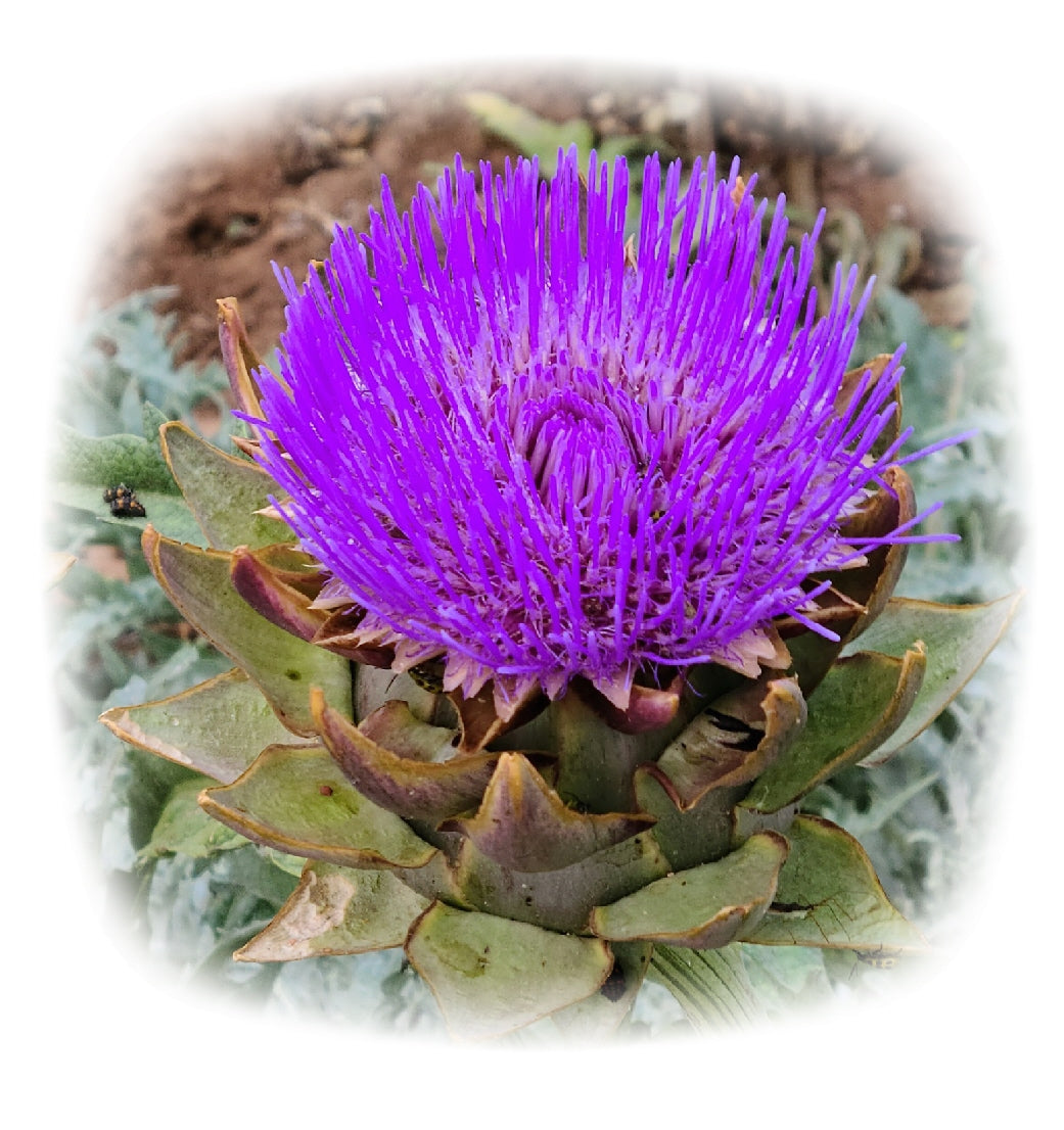 My sister, the "Videographer"